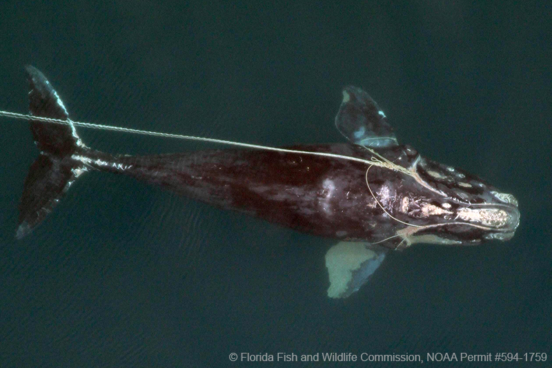 Take Action Speak Up For Endangered North Atlantic Right Whales